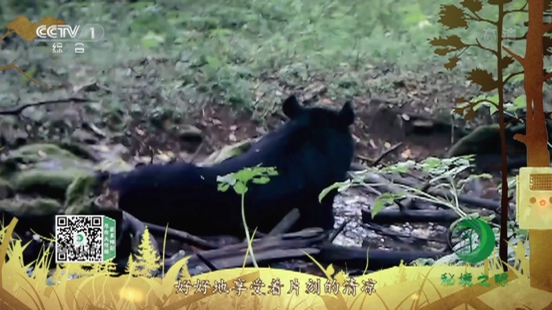 《秘境之眼》 黑熊 20211220