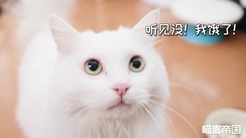 喵客帝国 教你荤素搭配讨好猫主子