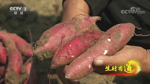 生财有道 《生财有道》 20191121 咱们家乡有特产 安徽泗县：红薯有个产业链