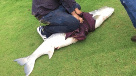 男子钓起巨大鳡鱼 被围观者举报遭处罚