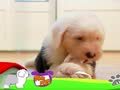 狗狗日记 第31天 发霉的鼻子