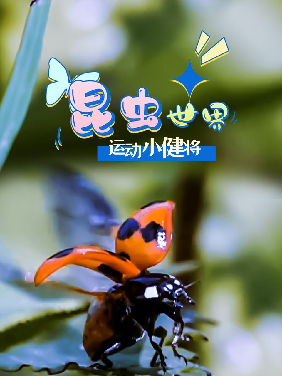 昆虫世界：运动小健将