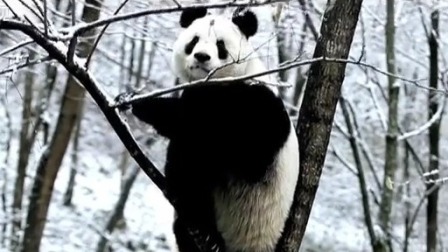 家风中华 第三季 祖孙三代与大熊猫的不解之缘，讲述来自秦岭的家风