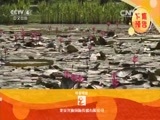 远方的家 《远方的家》 20150824 特别节目——暑假去游学（29）绿岛奇遇（上）