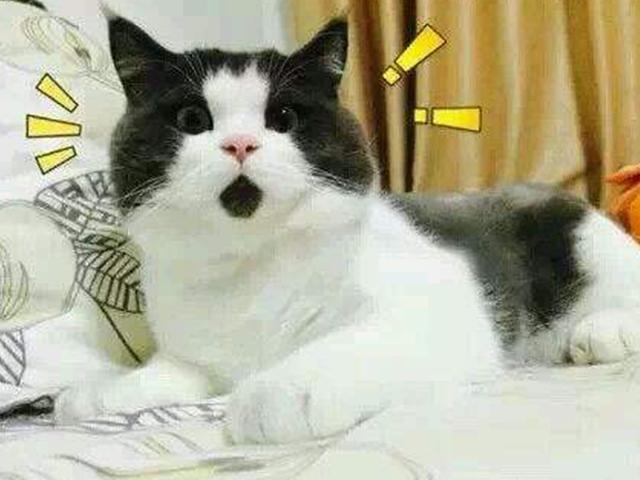 囧人囧事 逗比猫咪搞笑合集