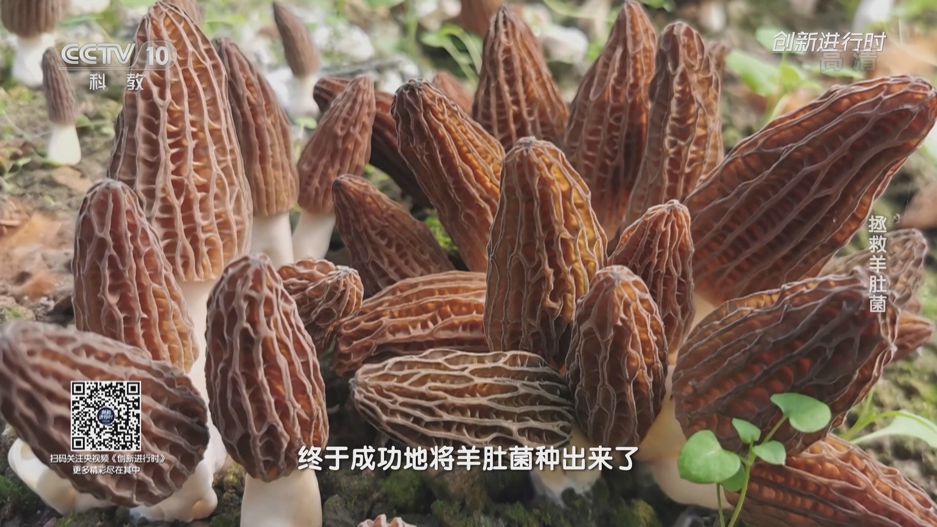 《创新进行时》 20211125 拯救羊肚菌