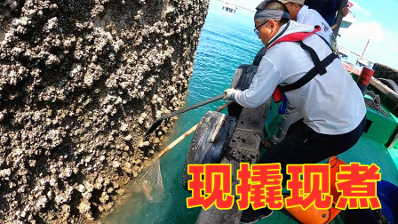 思乡渔夫赶海 满膏藤壶太鲜美，馋得渔夫包船出海撬藤壶，现撬现煮吃爽了