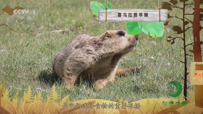 秘境之眼 《秘境之眼》 喜马拉雅旱獭 20230909