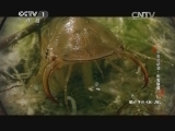 动物世界 《动物世界》 20141215 虫虫总动员-刺客联盟