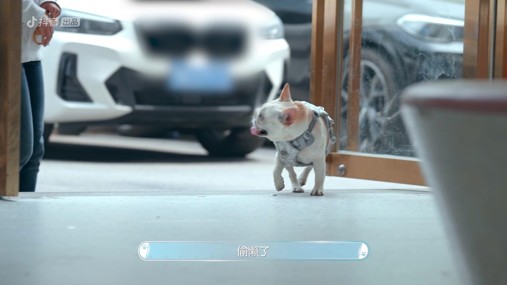 宠物医生第二季 《宠物医生第二季》第4期