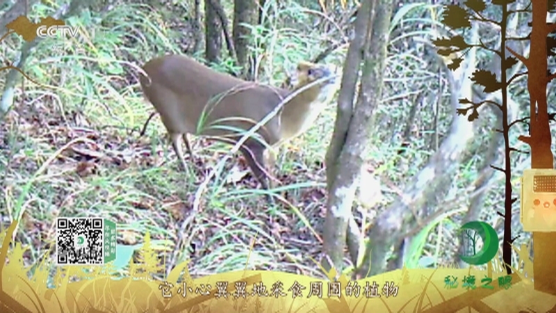 《秘境之眼》 小麂 20211114