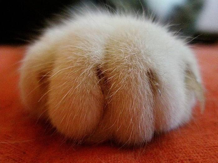 萌宠大乐斗264  喵星人的萌爪爪，简直是让人欲罢不能啊！