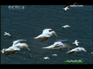 人与自然 沙丁鱼的命运