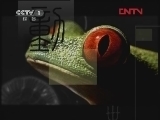 动物世界 《动物世界》 20120305