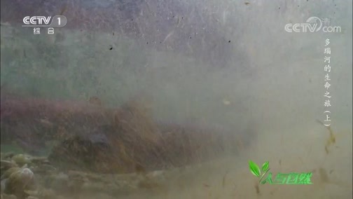 人与自然 《人与自然》 20190709 多瑙河的生命之旅（上）