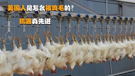 机械控 美国人是怎么拔鸡毛的？全自动机械化，这样的机器靠谱吗