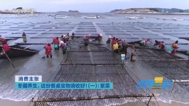 消费主张 《消费主张》 20251201 冬藏养生，这份餐桌宝物请收好！（一）：紫菜
