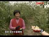 生财有道 《生财有道》 20111013 沾化冬枣：造就品质多重奏