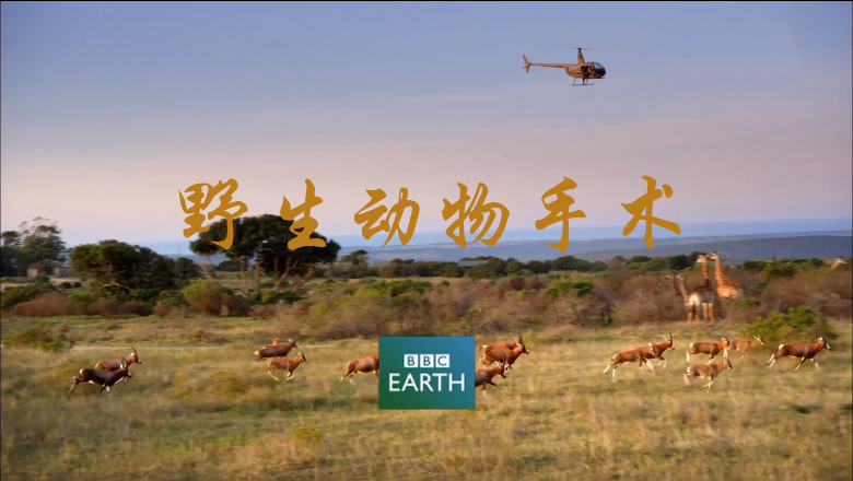 被枪击中的大象