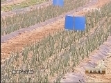 生财有道 《生财有道》 20130521 种菜有方 生“菜”有道