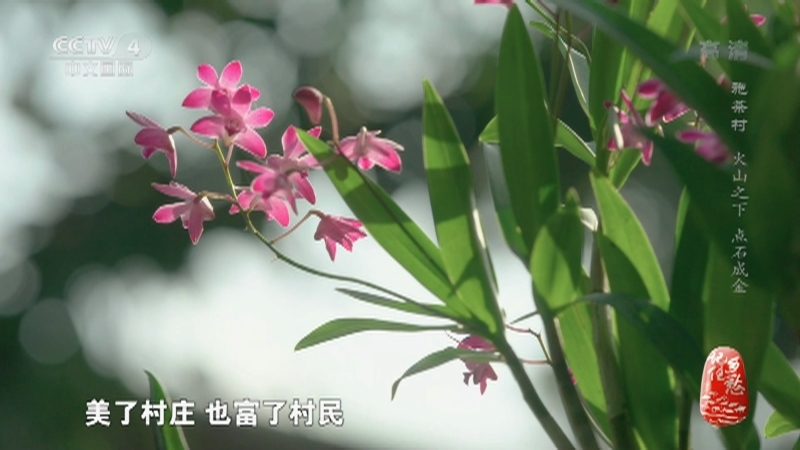 记住乡愁第八季 《记住乡愁》第八季 20220318 施茶村——火山之下 点石成金