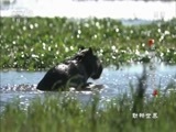 动物世界 《动物世界》 20180316 团结的水豚家族