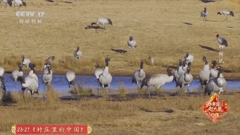 《乡土中国》 20260220 物候记·春季篇