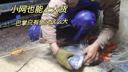 南澳岛赶海日记 彪哥的小网也能捕大货，这条鱼够大，光一个鱼头就巴掌这么大了