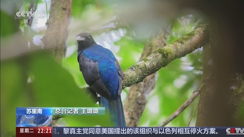 国际时讯 《国际时讯》 20260602