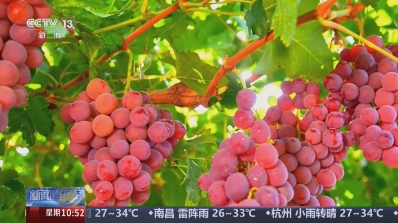 新闻直播间 《新闻直播间》 20260823 10:00