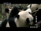 动物世界 动物世界 熊猫传奇