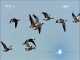 人与自然 《人与自然》 20160715 冰冻星球-秋季（上）