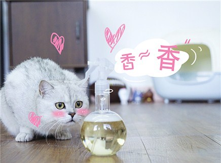 举起爪儿来 DIY猫咪除味喷雾