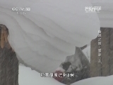 地理中国 《地理中国》 20140219 奇居之地-雪乡（上）