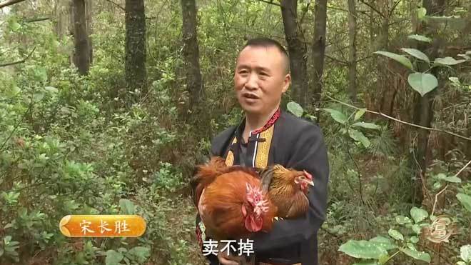 《致富经》 20210621 倔强男人养硬骨头的鸡