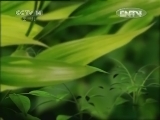 智慧树 《智慧树（周末版）》 20120707 07：00