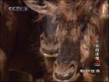 动物世界 动物世界 2010年 第245期