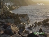 人与自然 《人与自然》 20130816 自然发现 大潮水