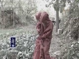 我爱发明 《我爱发明》 20180125 巧灭杀人蜂