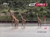 动物世界 《动物世界》 20170228 勇闯夺命滩