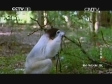 动物世界 《动物世界》 20141107 可爱的狐猴