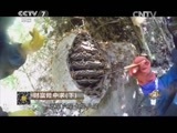 致富经 《致富经》 20150416 财富险中求（下）