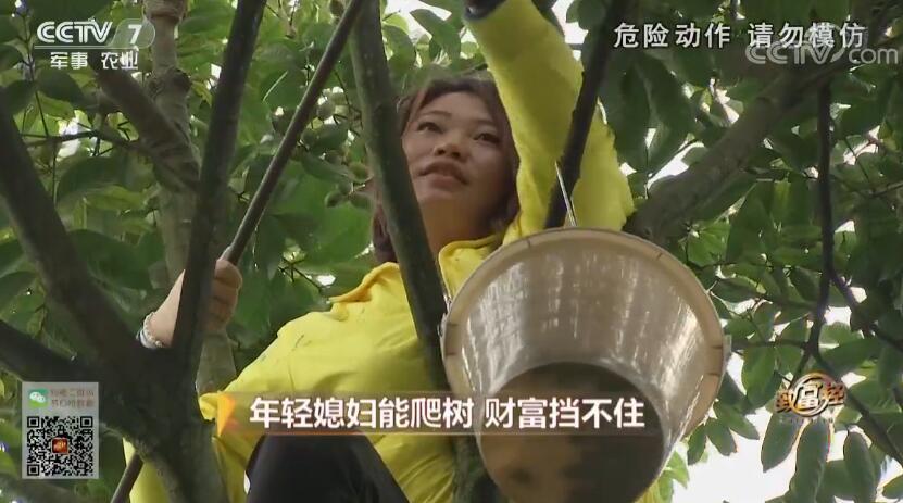 致富经 [致富经]年轻媳妇能爬树 财富挡不住 20181210