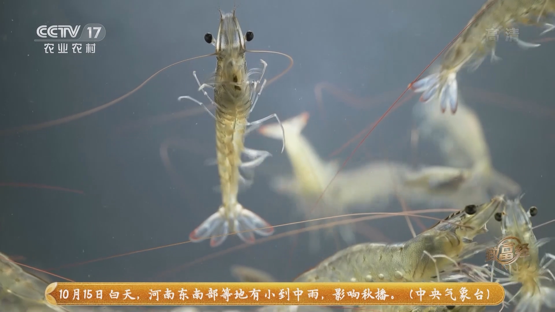 《致富经》 20211015 养虾靠三招 招招巧增收