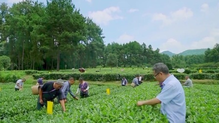 与梦想合拍 走，做一个幸福的茶农