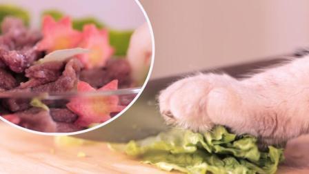 宠爱厨房 第一季 什么水果能让猫主子食欲大开 缅因猫卖萌吃香梨