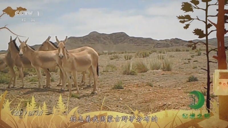秘境之眼 《秘境之眼》 蒙古野驴 20230726