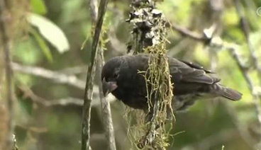 远方的家 《远方的家》一带一路（453）厄瓜多尔 生物进化活博物馆  20181218