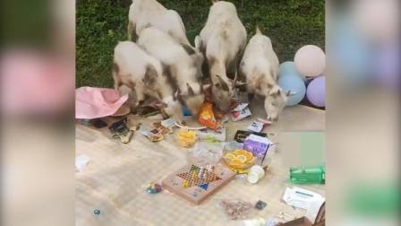 @所有人 女生草地野餐，刚摆好的零食被五只羊吃光