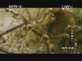 动物世界 《动物世界》 20140831 冷血捕手